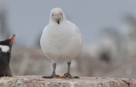 HDS26-26, Day 7, IMG_7939 © Unknown photographer - Oceanwide Expeditions.JPG