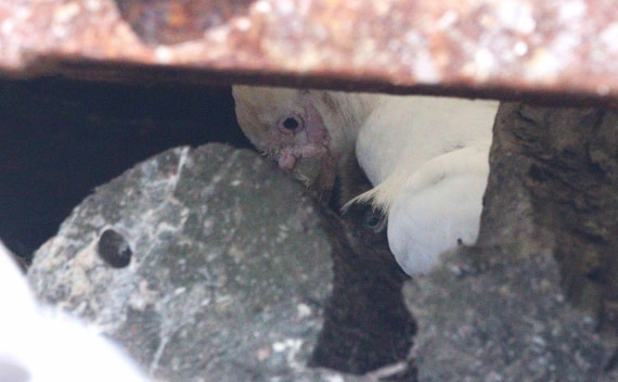 HDS26-26, Day 7, IMG_7975 © Unknown photographer - Oceanwide Expeditions.JPG