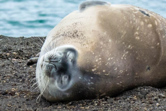 HDS26-26, Day 8, _DSC9114 © Hana Spickova - Oceanwide Expeditions.jpg