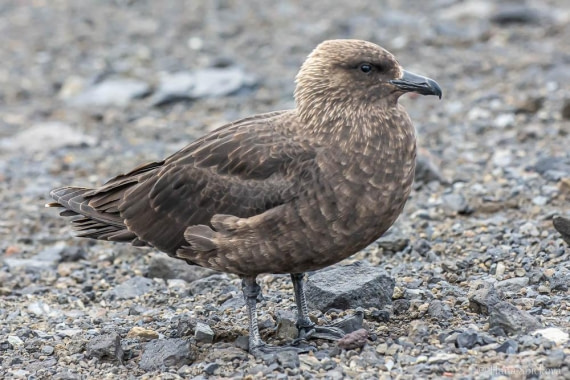 HDS26-26, Day 8, _DSC9129 © Hana Spickova - Oceanwide Expeditions.jpg