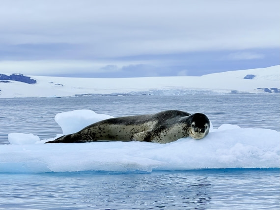 HDS26-26, Day 8, IMG_1845_Hana_(7) © Hana Spickova - Oceanwide Expeditions.jpg