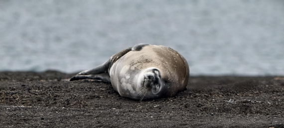 HDS26-26, Day 8, IMG_20260115_075852 © Unknown photographer - Oceanwide Expeditions.jpg