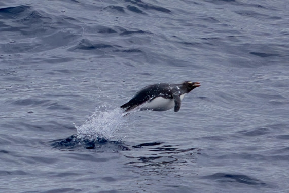 PLA26-26, Day 2, 4Q9A5773.jpg © Unknown Photographer - Oceanwide Expeditions.jpg