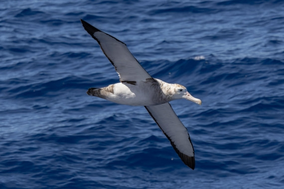 PLA26-26, Day 2, 4Q9A5923.jpg © Unknown Photographer - Oceanwide Expeditions.jpg