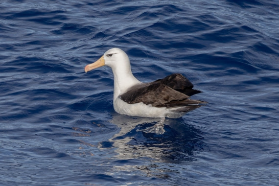 PLA26-26, Day 2, 4Q9A5984.jpg © Unknown Photographer - Oceanwide Expeditions.jpg