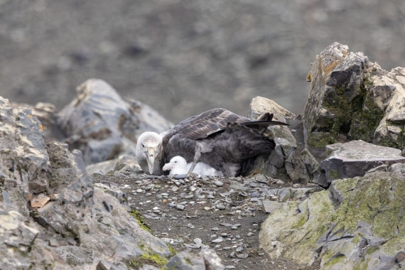 PLA26-26, Day 4, 4Q9A6112.jpg © Unknown Photographer - Oceanwide Expeditions.jpg