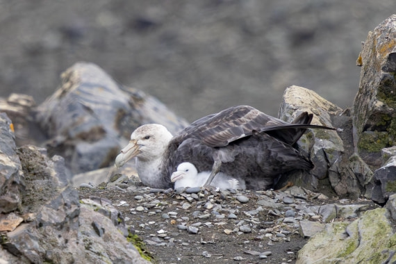 PLA26-26, Day 4, 4Q9A6123.jpg © Unknown Photographer - Oceanwide Expeditions.jpg