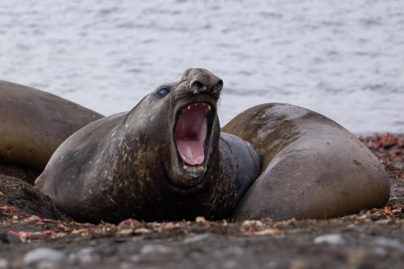 PLA26-26, Day 4, 4Q9A6182-2.jpg © Unknown Photographer - Oceanwide Expeditions.jpg