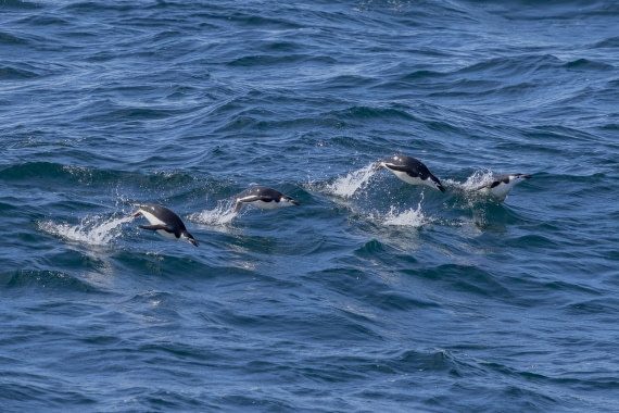 PLA26-26, Day 4, 4Q9A6433-2.jpg © Unknown Photographer - Oceanwide Expeditions.jpg