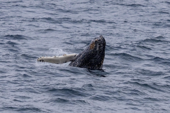 PLA26-26, Day 4, 4Q9A6611-2.jpg © Unknown Photographer - Oceanwide Expeditions.jpg