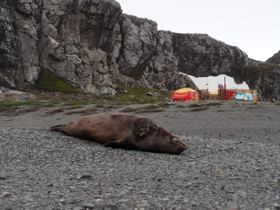 PLA26-26, Day 4, IMG_7662.JPG © Unknown Photographer - Oceanwide Expeditions.JPG