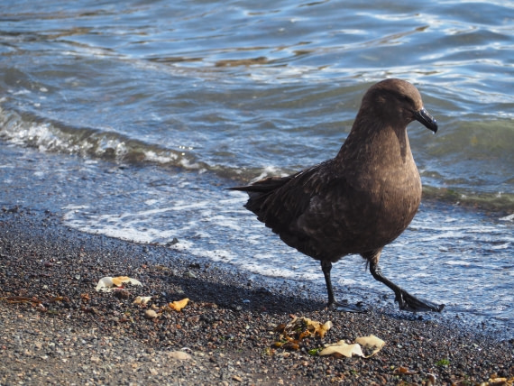 PLA26-26, Day 4, IMG_7700.JPG © Unknown Photographer - Oceanwide Expeditions.JPG