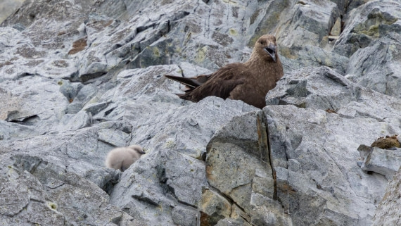 PLA26-26, Day 5, 4Q9A6702.jpg © Unknown Photographer - Oceanwide Expeditions.jpg