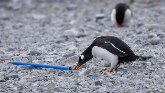 PLA26-26, Day 5, 4Q9A6711.jpg © Unknown Photographer - Oceanwide Expeditions.jpg