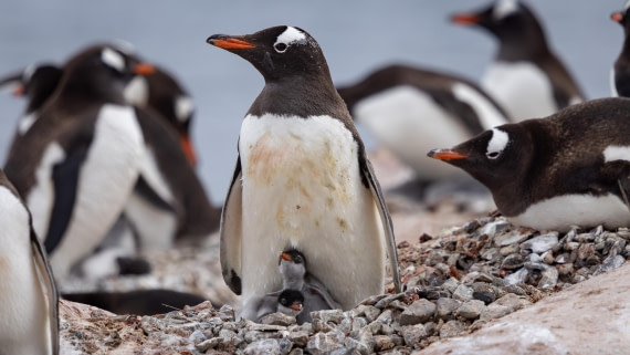 PLA26-26, Day 5, 4Q9A6780.jpg © Unknown Photographer - Oceanwide Expeditions.jpg