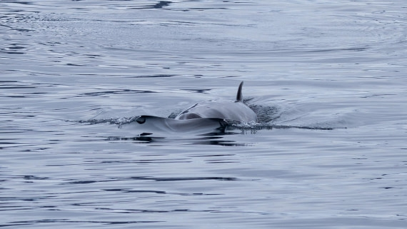 PLA26-26, Day 5, 4Q9A6876.jpg © Unknown Photographer - Oceanwide Expeditions.jpg