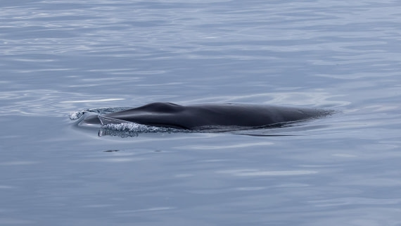 PLA26-26, Day 5, 4Q9A6912.jpg © Unknown Photographer - Oceanwide Expeditions.jpg