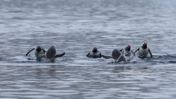 PLA26-26, Day 5, 4Q9A6932.jpg © Unknown Photographer - Oceanwide Expeditions.jpg