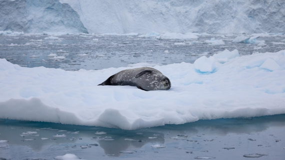 PLA26-26, Day 5, 4Q9A7040.jpg © Unknown Photographer - Oceanwide Expeditions.jpg