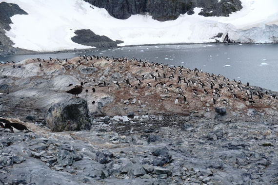 PLA26-26, Day 5, DSC08574.JPG © Unknown Photographer - Oceanwide Expeditions.JPG