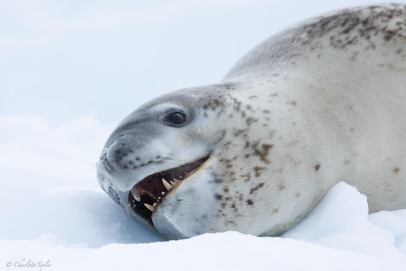 PLA26-26, Day 5, FZ1A6037.jpg © Unknown Photographer - Oceanwide Expeditions.jpg