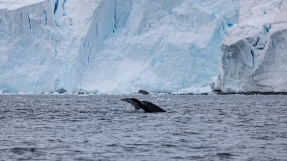 PLA26-26, Day 6, 4Q9A7071.jpg © Unknown Photographer - Oceanwide Expeditions.jpg