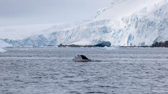 PLA26-26, Day 6, 4Q9A7116.jpg © Unknown Photographer - Oceanwide Expeditions.jpg