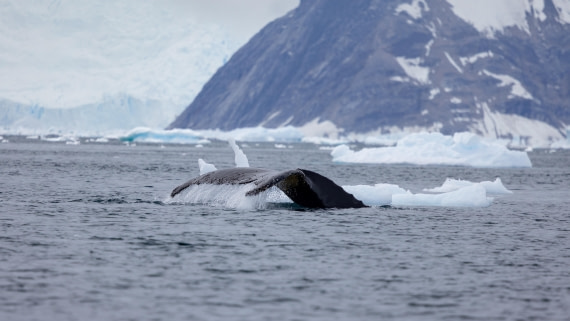 PLA26-26, Day 6, 4Q9A7155.jpg © Unknown Photographer - Oceanwide Expeditions.jpg