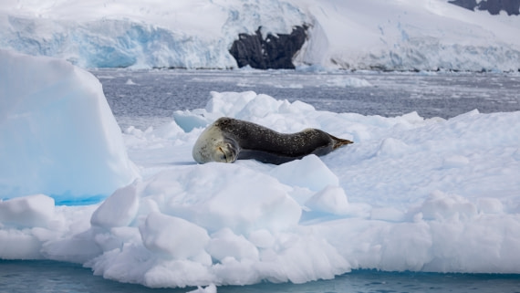 PLA26-26, Day 6, 4Q9A7214.jpg © Unknown Photographer - Oceanwide Expeditions.jpg