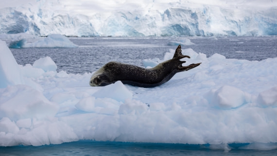 PLA26-26, Day 6, 4Q9A7222.jpg © Unknown Photographer - Oceanwide Expeditions.jpg