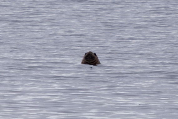 PLA26-26, Day 6, 4Q9A7318.jpg © Unknown Photographer - Oceanwide Expeditions.jpg