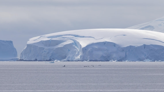 PLA26-26, Day 6, 4Q9A7355.jpg © Unknown Photographer - Oceanwide Expeditions.jpg