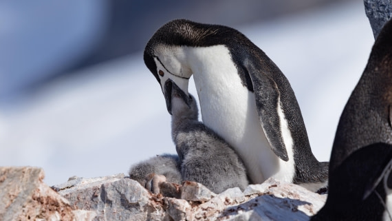 PLA26-26, Day 6, 4Q9A7434.jpg © Unknown Photographer - Oceanwide Expeditions.jpg