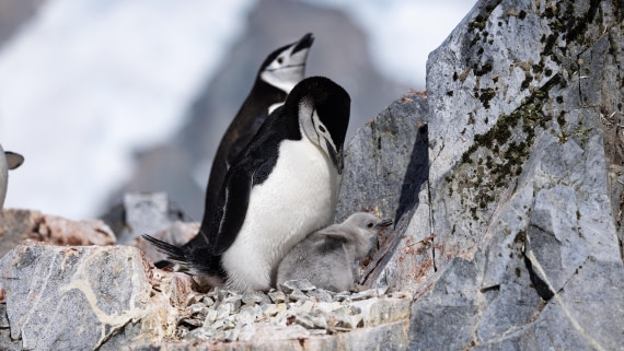 PLA26-26, Day 6, 4Q9A7422.jpg © Unknown Photographer - Oceanwide Expeditions.jpg