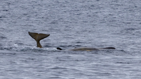 PLA26-26, Day 6, 4Q9A7685.jpg © Unknown Photographer - Oceanwide Expeditions.jpg