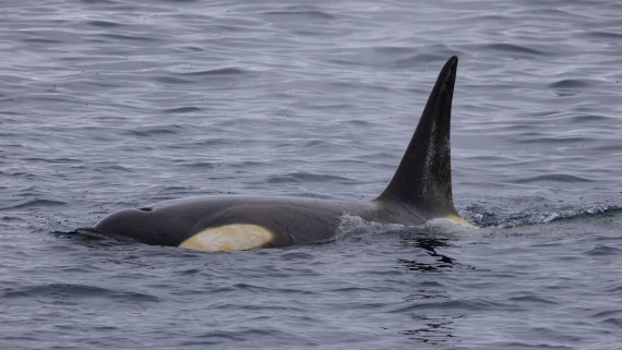 PLA26-26, Day 6, 4Q9A7749-2.jpg © Unknown Photographer - Oceanwide Expeditions.jpg