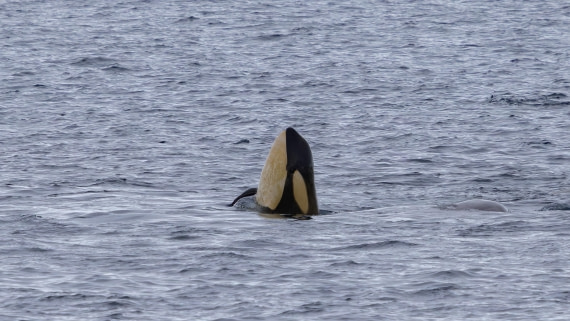 PLA26-26, Day 6, 4Q9A7909.jpg © Unknown Photographer - Oceanwide Expeditions.jpg