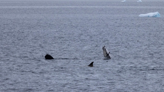 PLA26-26, Day 6, 4Q9A7947.jpg © Unknown Photographer - Oceanwide Expeditions.jpg