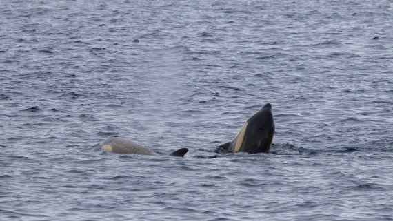 PLA26-26, Day 6, 4Q9A7974.jpg © Unknown Photographer - Oceanwide Expeditions.jpg