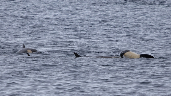 PLA26-26, Day 6, 4Q9A7986.jpg © Unknown Photographer - Oceanwide Expeditions.jpg