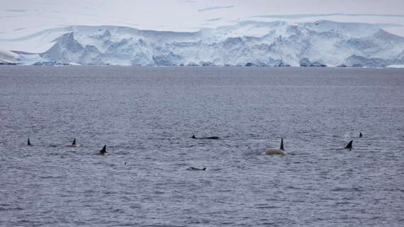 PLA26-26, Day 6, 4Q9A8000.jpg © Unknown Photographer - Oceanwide Expeditions.jpg