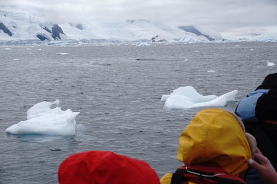 PLA26-26, Day 6, DSC08596.JPG © Unknown Photographer - Oceanwide Expeditions.JPG