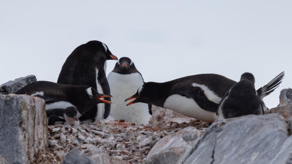 PLA26-26, Day 7, 4Q9A8138.jpg © Unknown Photographer - Oceanwide Expeditions.jpg