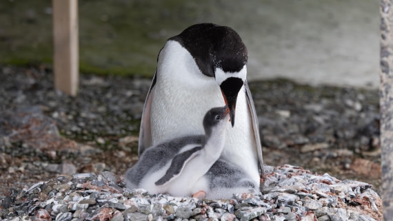 PLA26-26, Day 7, 4Q9A8170.jpg © Unknown Photographer - Oceanwide Expeditions.jpg