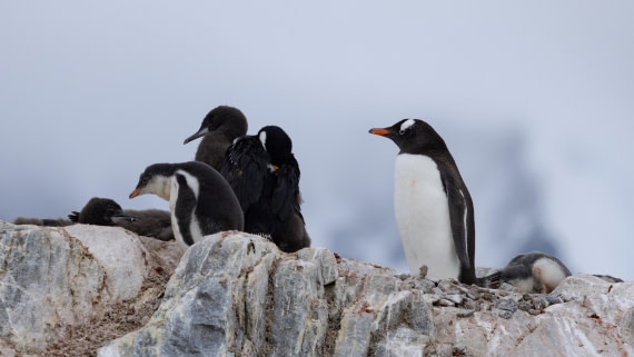 PLA26-26, Day 7, 4Q9A9372.jpg © Unknown Photographer - Oceanwide Expeditions.jpg