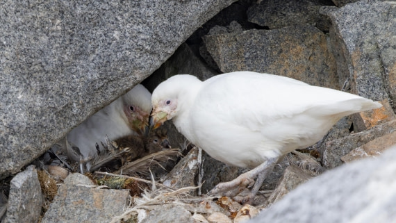 PLA26-26, Day 7, 4Q9A9437.jpg © Unknown Photographer - Oceanwide Expeditions.jpg