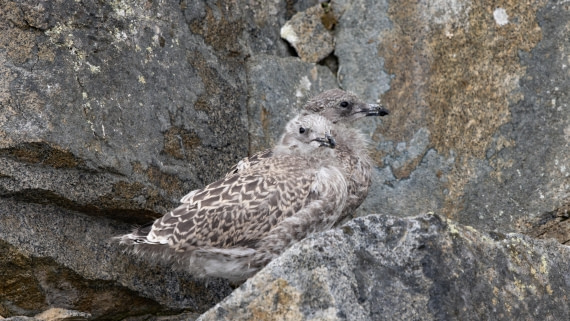 PLA26-26, Day 7, 4Q9A9478.jpg © Unknown Photographer - Oceanwide Expeditions.jpg