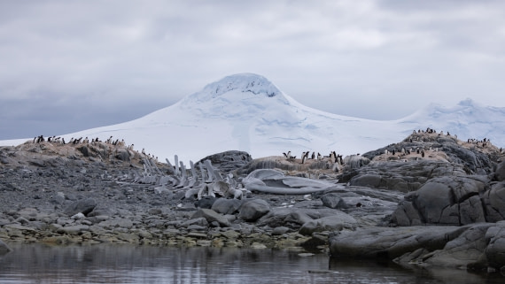 PLA26-26, Day 7, 4Q9A9481.jpg © Unknown Photographer - Oceanwide Expeditions.jpg