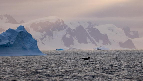 PLA26-26, Day 7, 4Q9A9622.jpg © Unknown Photographer - Oceanwide Expeditions.jpg