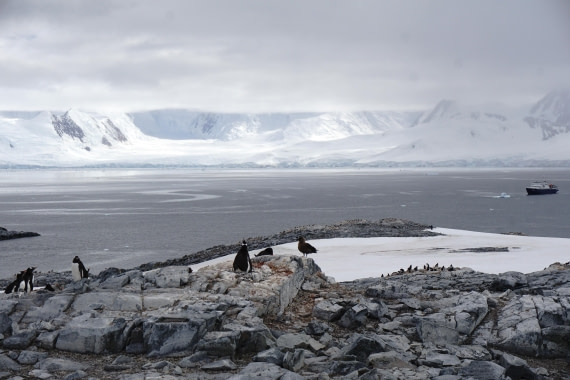 PLA26-26, Day 7, DSC08658.JPG © Unknown Photographer - Oceanwide Expeditions.JPG